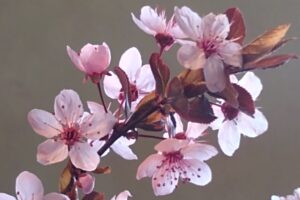 Drawing Spring Flowers