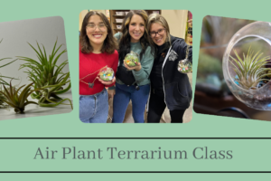 Air Plant Terrarium Class on June 22nd from 2:00 to 3:00 (Taught by Stephanie, Classroom A and B, $29)